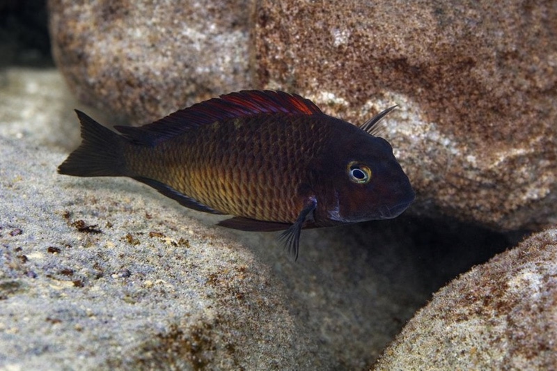 Tropheus sp. 'red' Cape Nundo (Golden Chisanse)